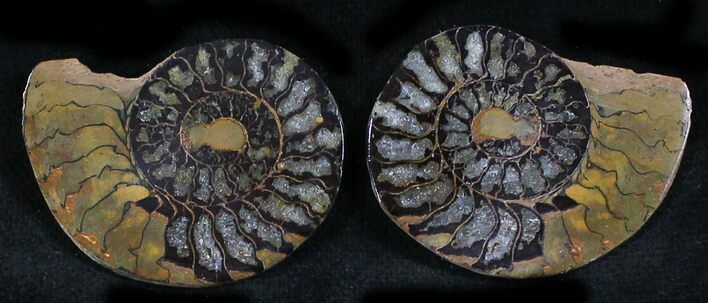 Iron Replaced Ammonite Fossil Pair #27485